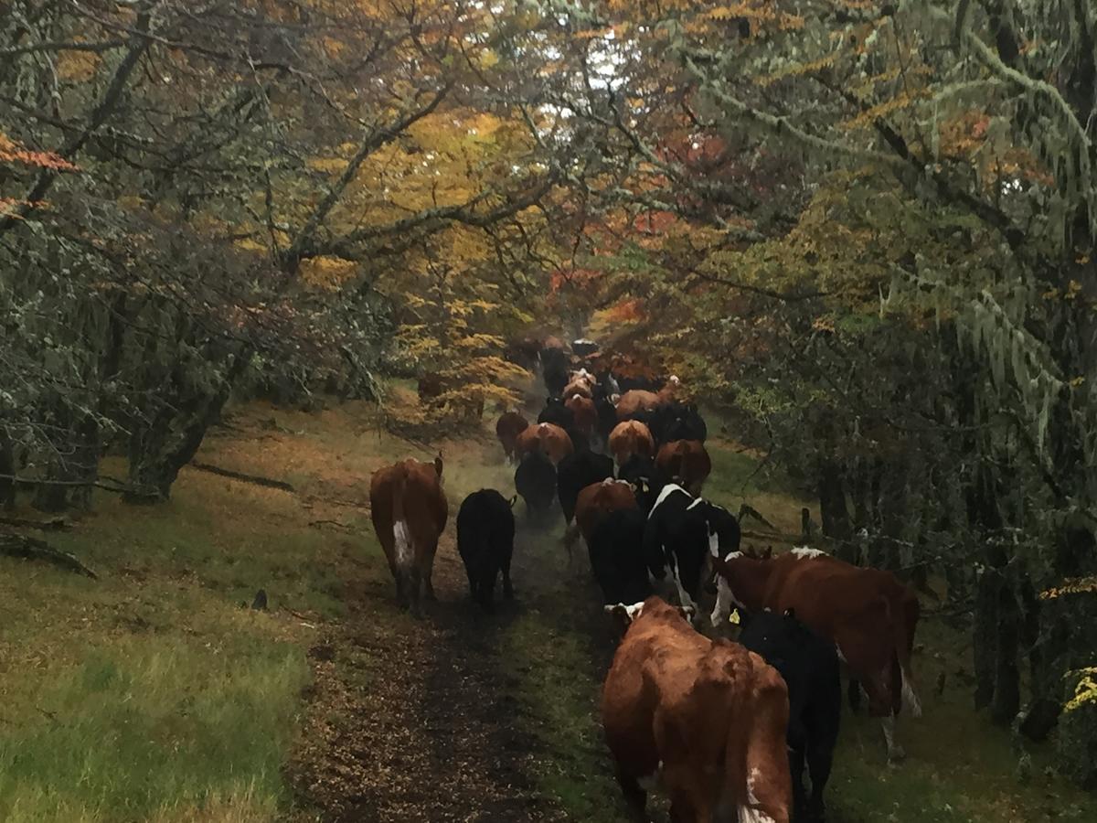 Estancia Dos Elianas Torres del Paine National Park Екстериор снимка